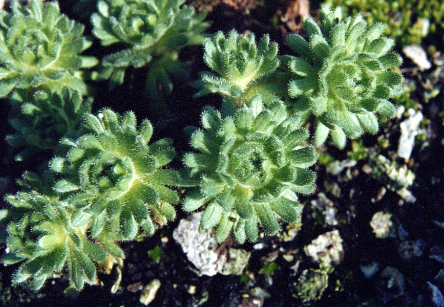 Saxifraga pubescens ssp iratiana